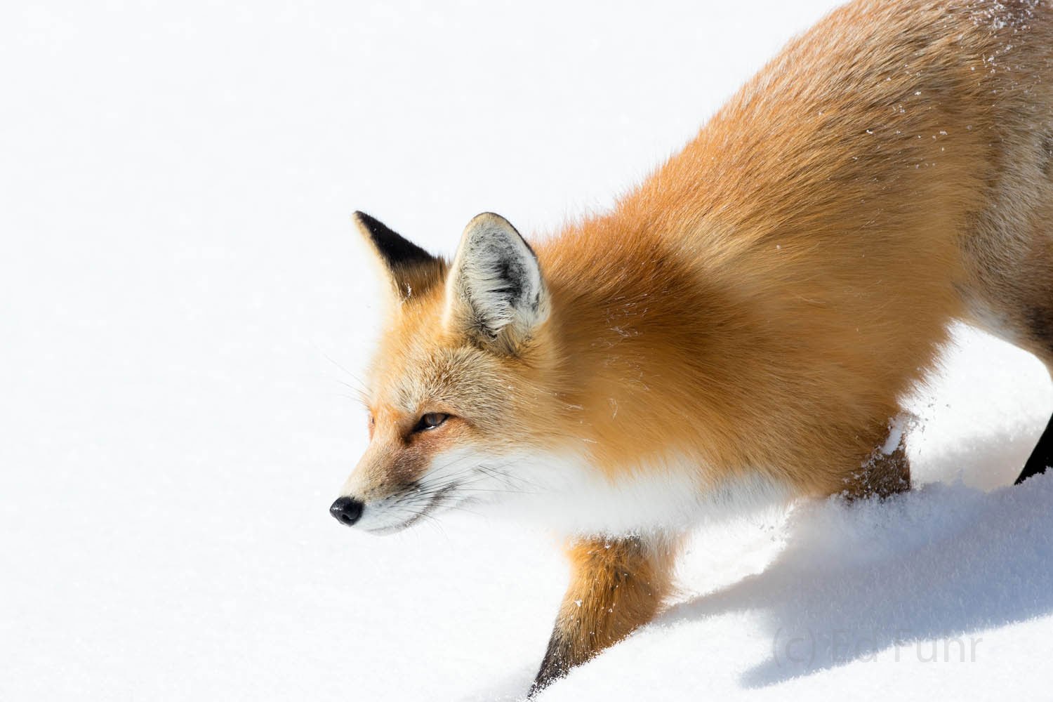 A red fox moves in for the kill