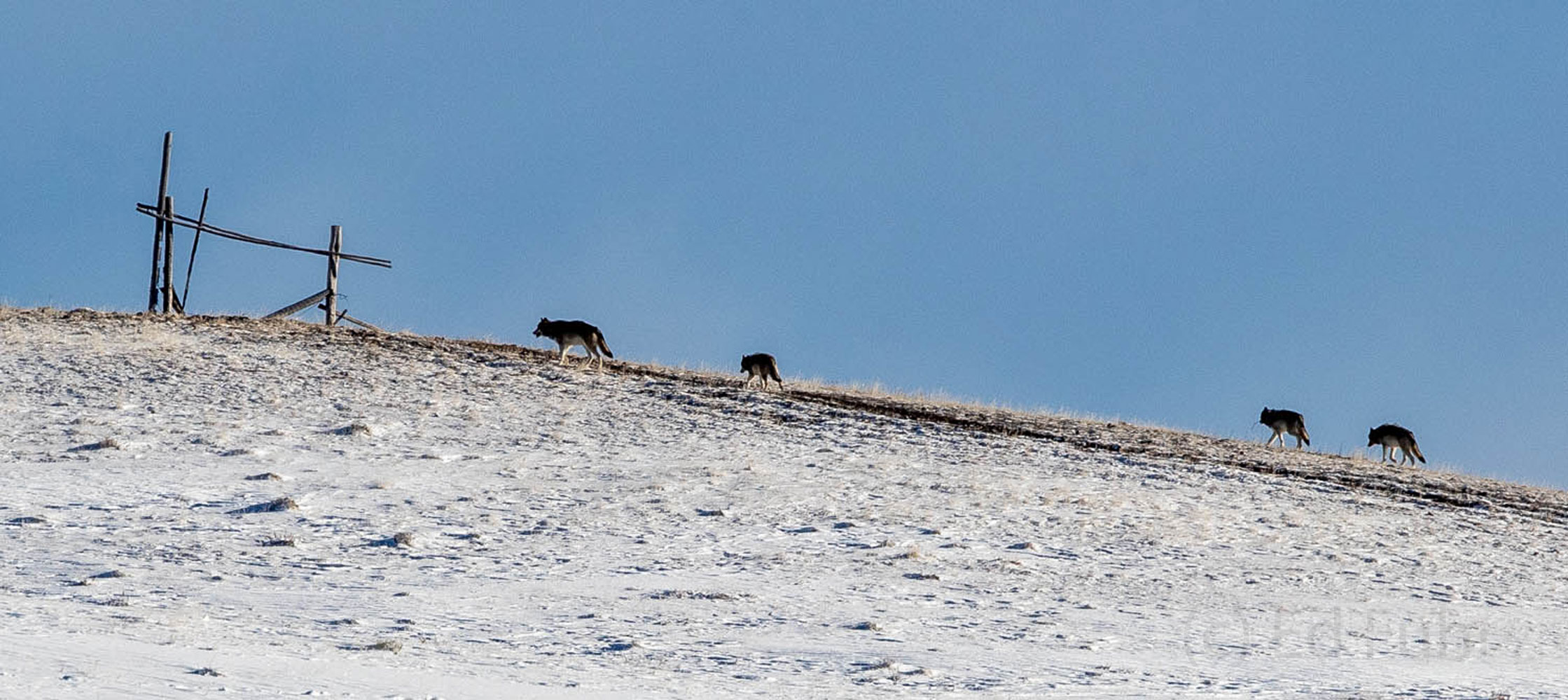 A wolf pack races across this mountain ridge