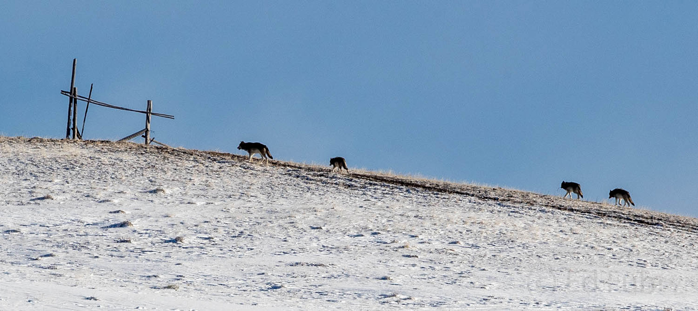 Wolves on the Trail A wolf pack races across this mountain ridge