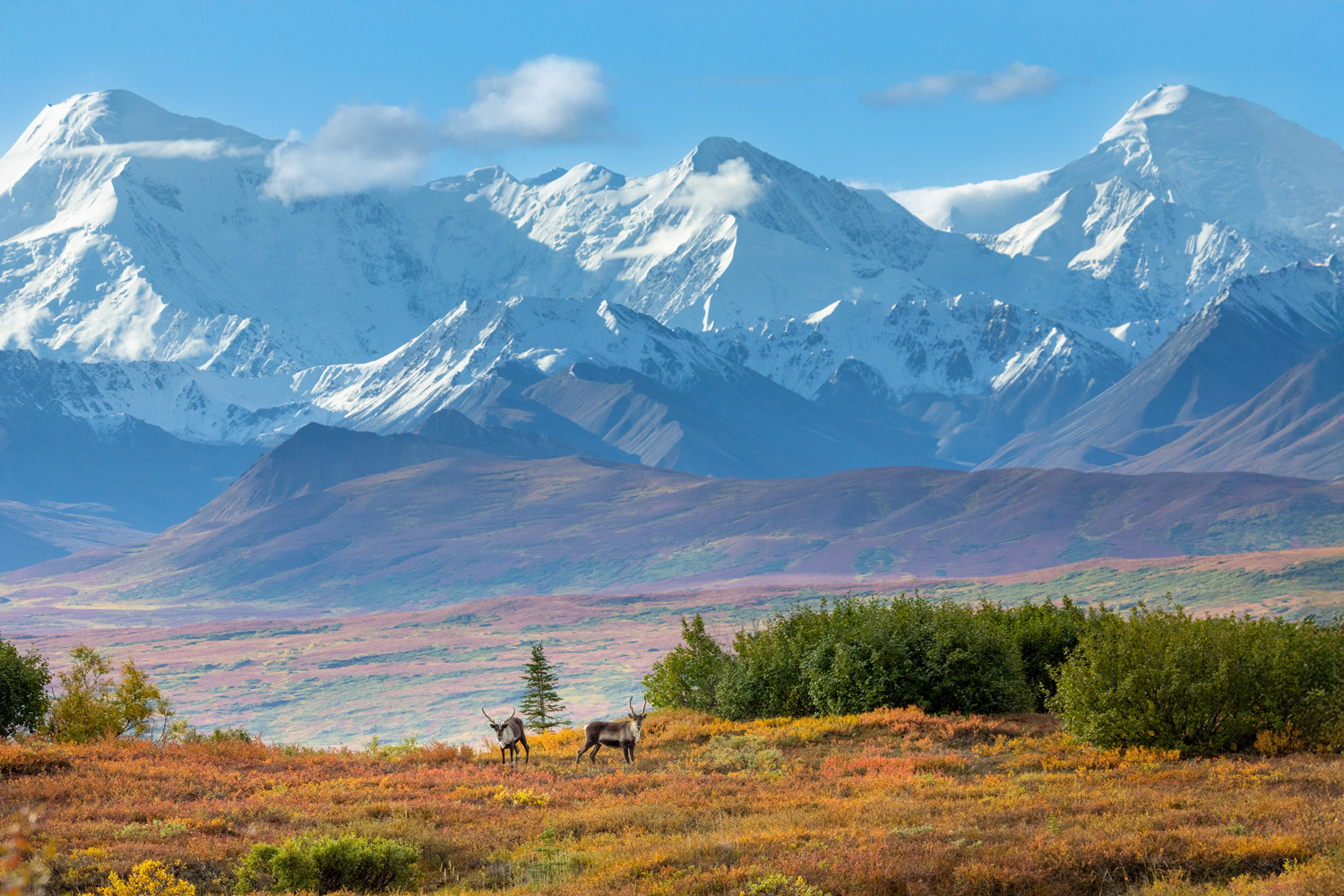 Caribou Home A our if caribou pause on a narrow ridge above the valley and Alaskan range.