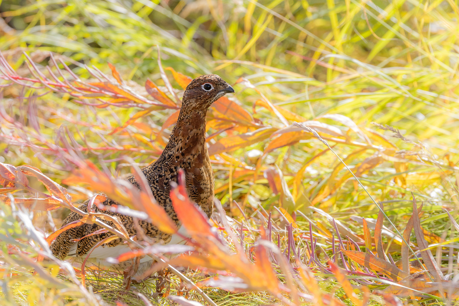 Autumn Ptarmigan A ptarmigan, surrounded by fall fireweed, looks to see what the commotion is about.
