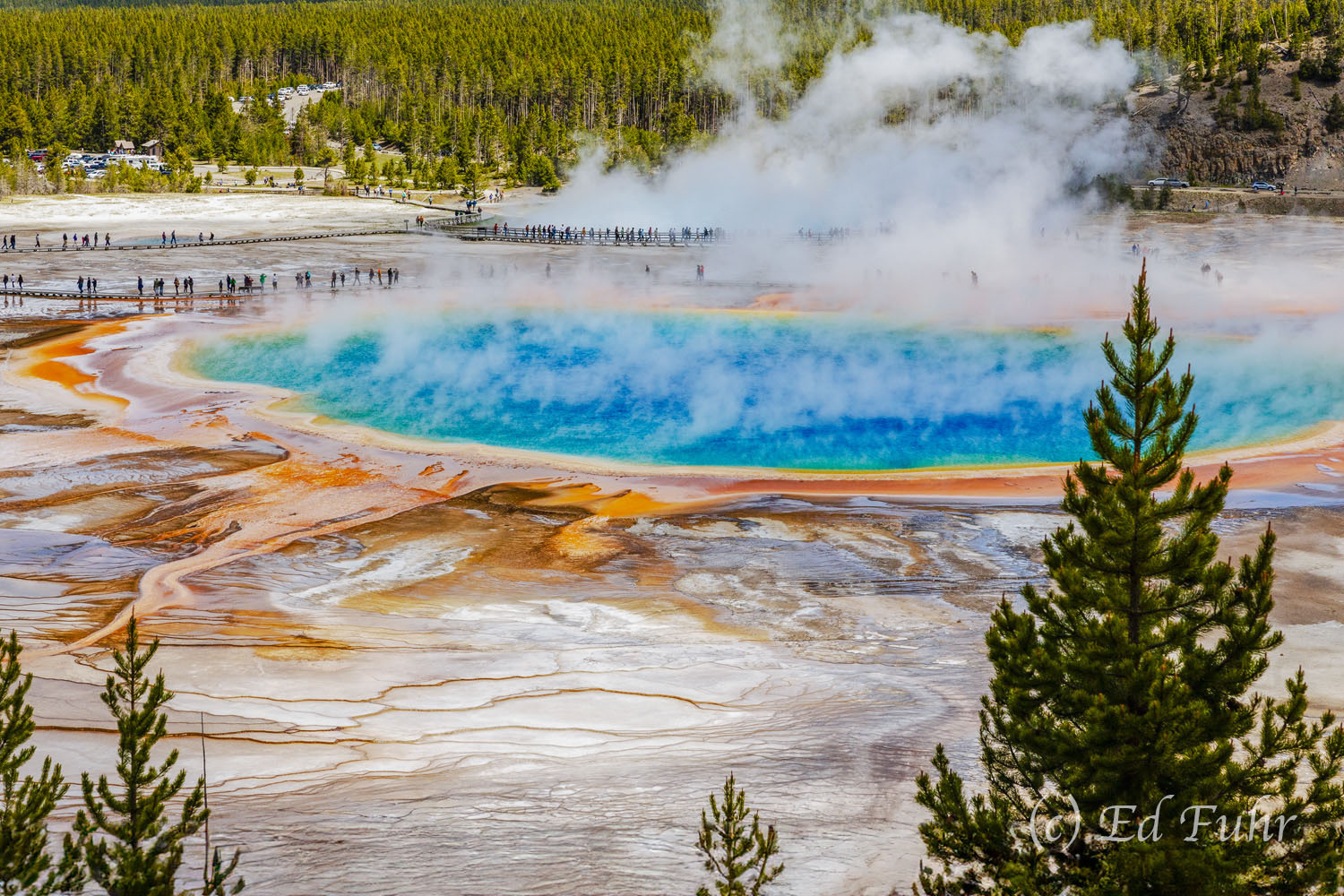 Grand Prismatic Spring Trillions of microscopic organisms thrive in the hydrothermal waters of this spring. While invisible to the eye, en masse they...