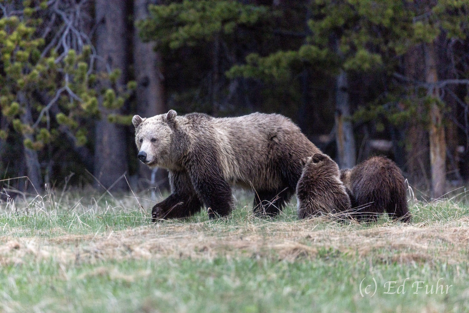 Morning Stroll A grizzly sow, nicknamed Snow because of light coloring, leads her family along the woodland's edge, just above Lake Yellowstone...