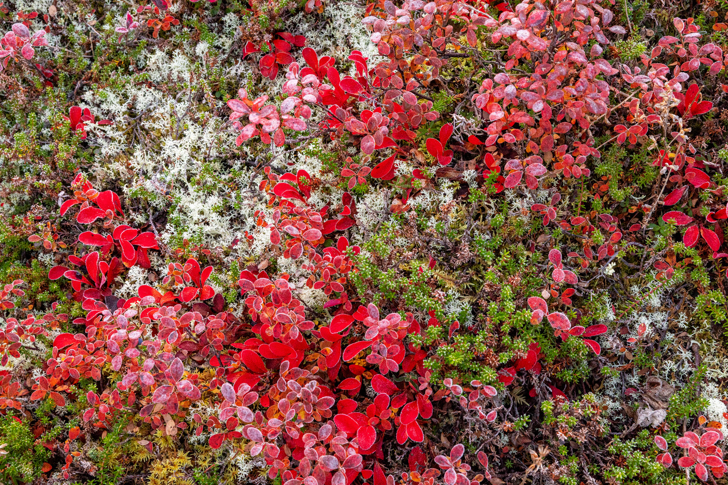 Autumn Frost A close inspection of the tundra reveals a countless variety of tiny plants and bushes that grow barely a few inches tall and...