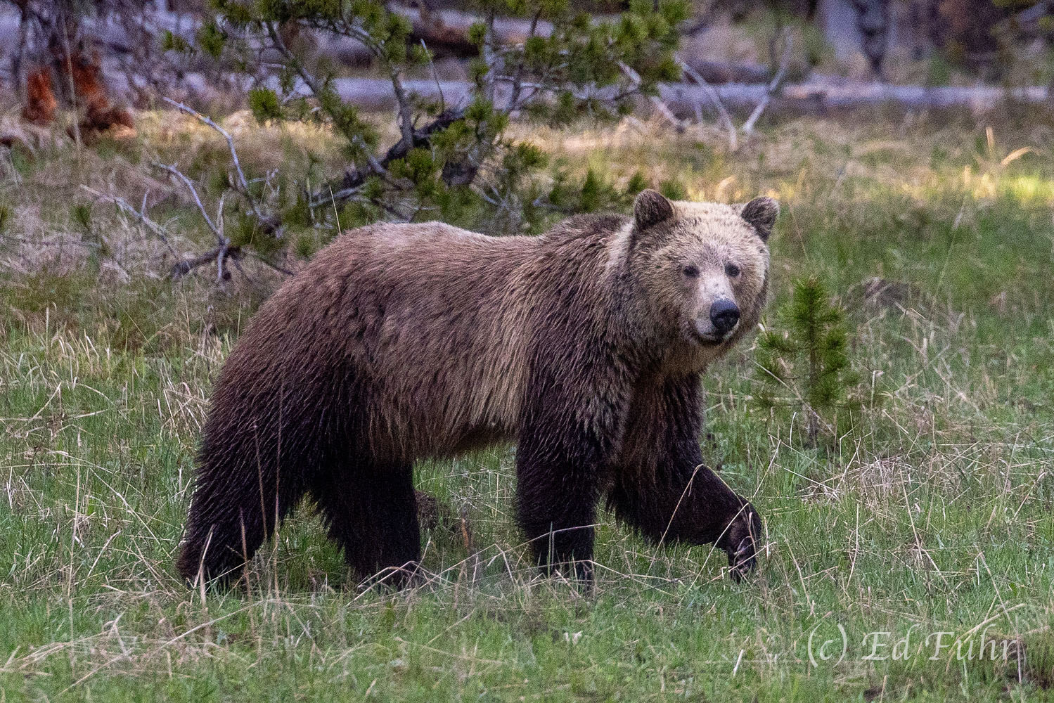 The Lake's Guardian Daughter of another popular Yellowstone grizzly, Raspberry, this light colored grizzly is nicknamed Snow.