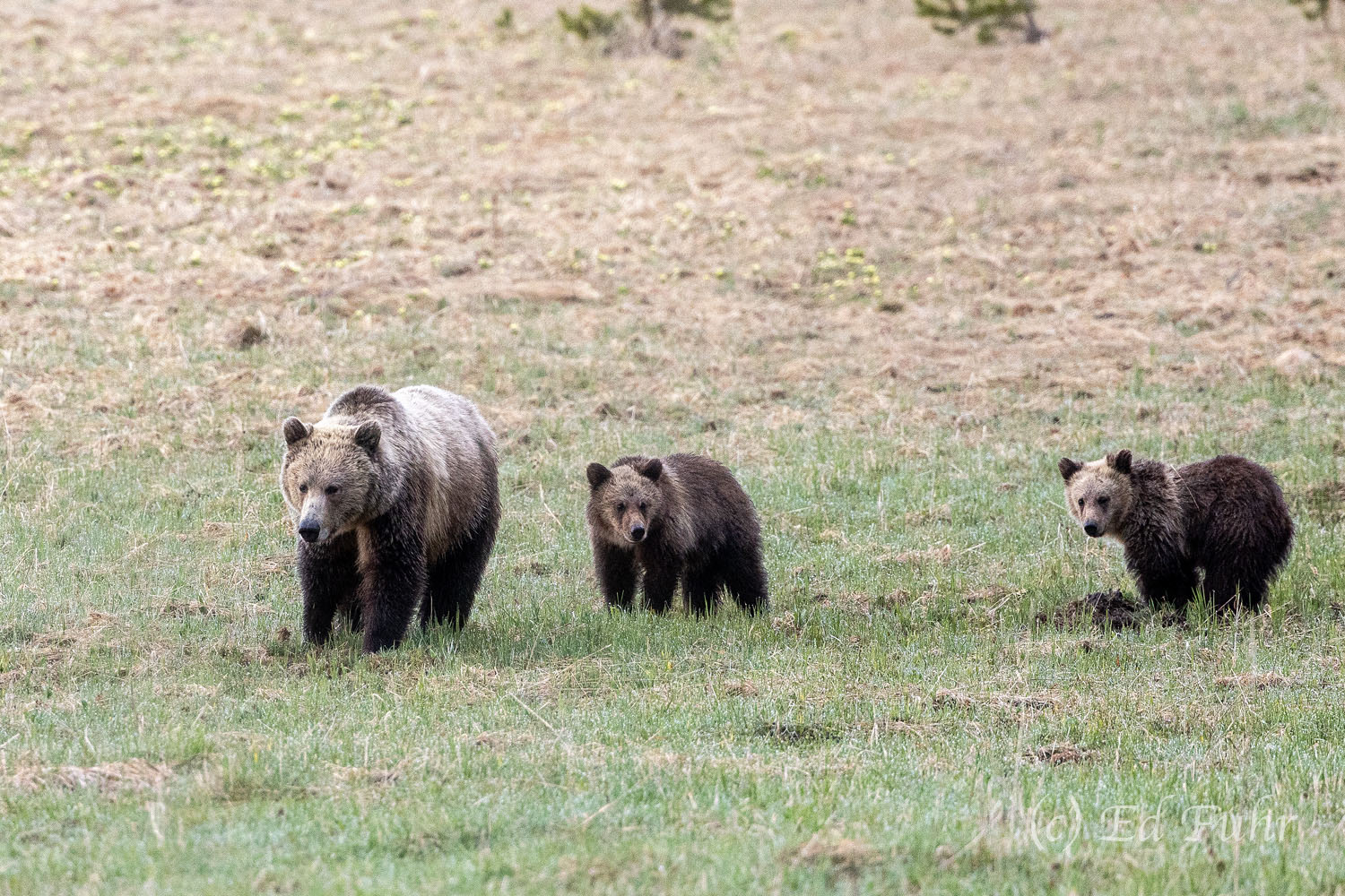 Snow's Babies Snow leads her young family of two yearling cubs, from the woods to the large grassy meadows, again and again, back and forth...