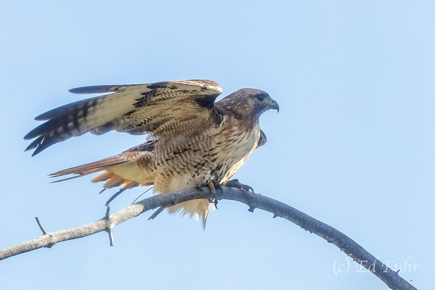 A Time to Fly A red-tailed hawk prepares to take flight.