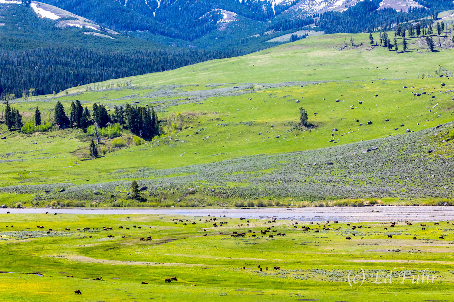 Where the Bison Roam The sweeping breadth of the green Lamar Valley in early spring, with its massive herds of bison and other wildlife is a sight...