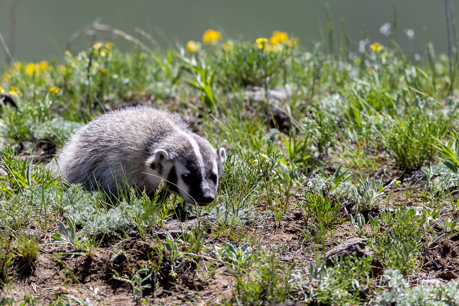 Badger Time A badger scurries toward its den and her young babies.