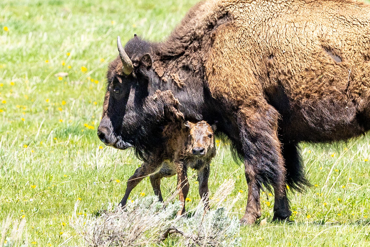 The World's Youngest Bison Only a few minutes old, this baby bison stands for the first time as mom cleans her baby.