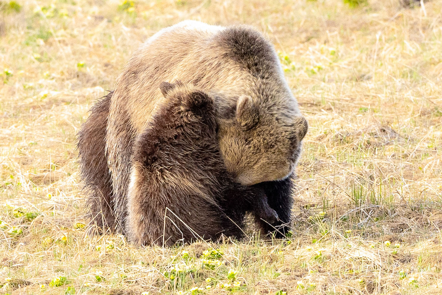 Let Me Tell You a Story A grizzly nuzzles one of her yearling cubs.