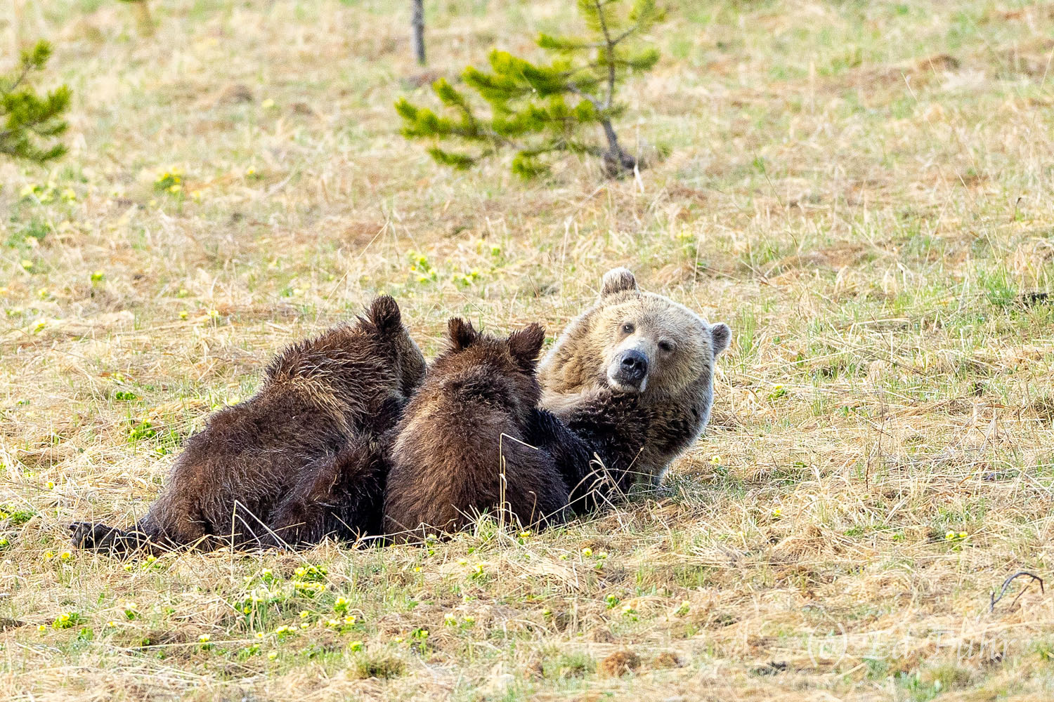 Nurture Nicknamed "Snow," and the daughter of one of Yellowstone's most well known grizzlies, a beautiful grizzly spends a few moments...