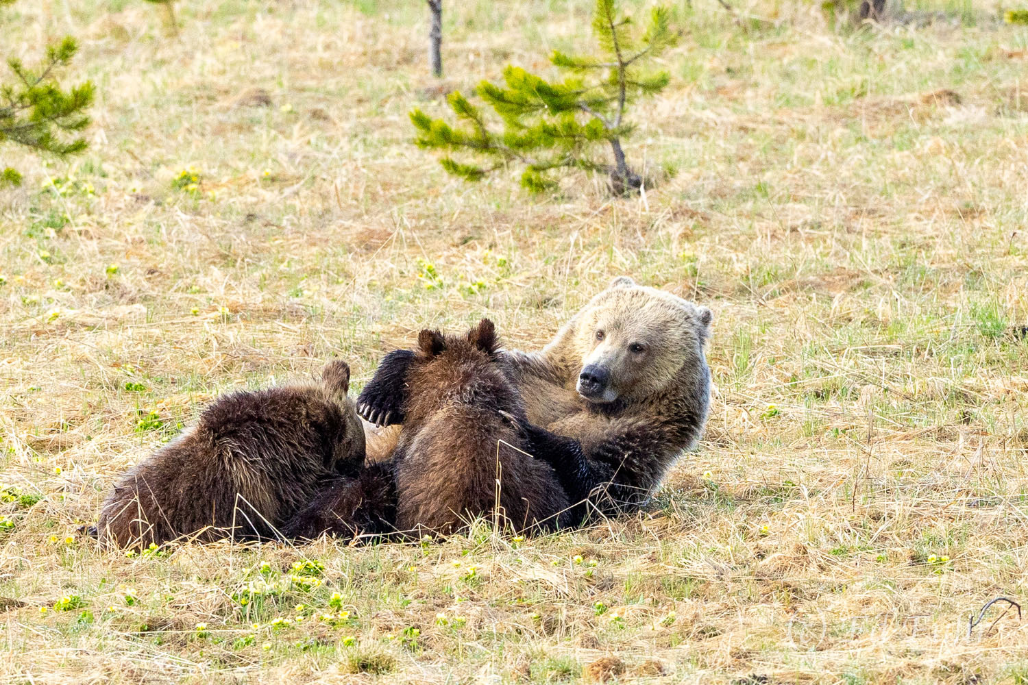 Motherhood A grizzly sow nurses her two yearling cubs.