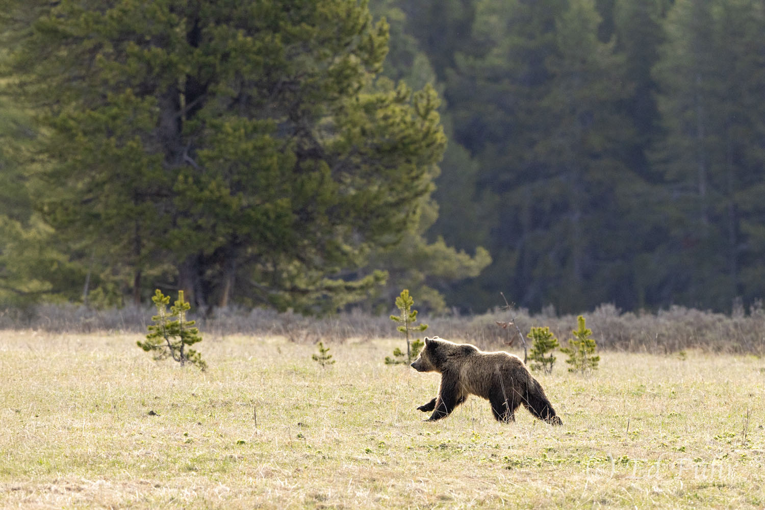 Flight A grizzly flees into the woods.