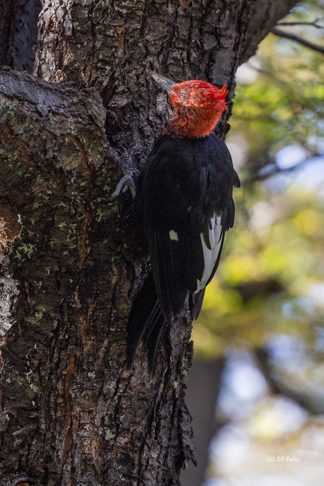 Magellanic Woodpecker Similar in appearance to a pirated woodpecker, this large woodpecker, and several others, regaled us with its loud drumming in...