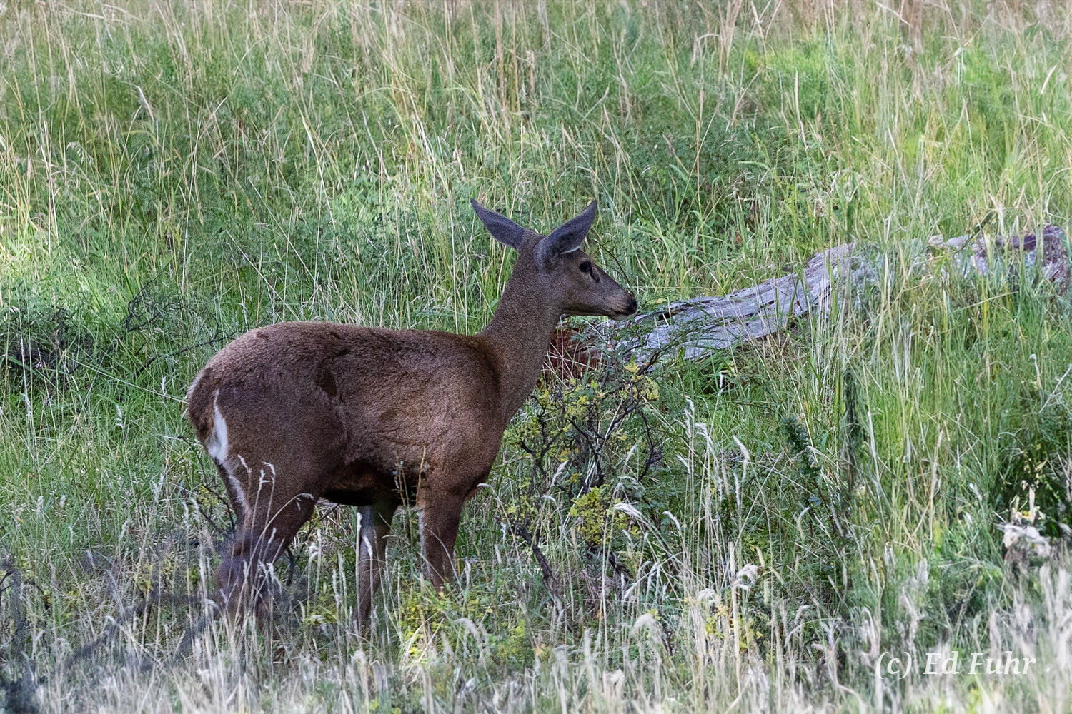 Huemul Deer An extremely endangered species of deer native to the mountains of Chile and Argentina. It is believed there are fewer than...