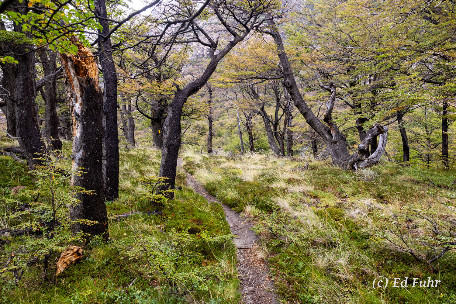 Hiking Through a Lenga Forest One of the highlights of our treks through Patagonia were some days exploring the subtle details of the great lenga forests in...