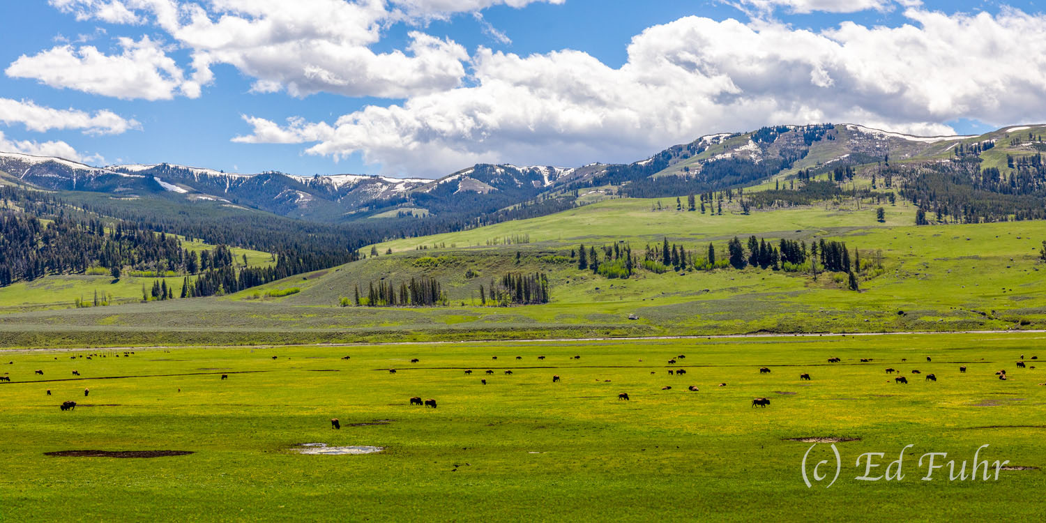 Lamar Valley 2024 A panoramic of Lamar Valley.