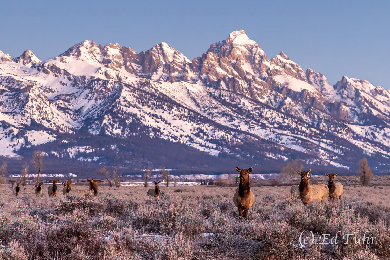 Early Wariness Elk are among the most wary of wildlife and they were not anticipating finding me on their path to the river. Nor was I expecting...