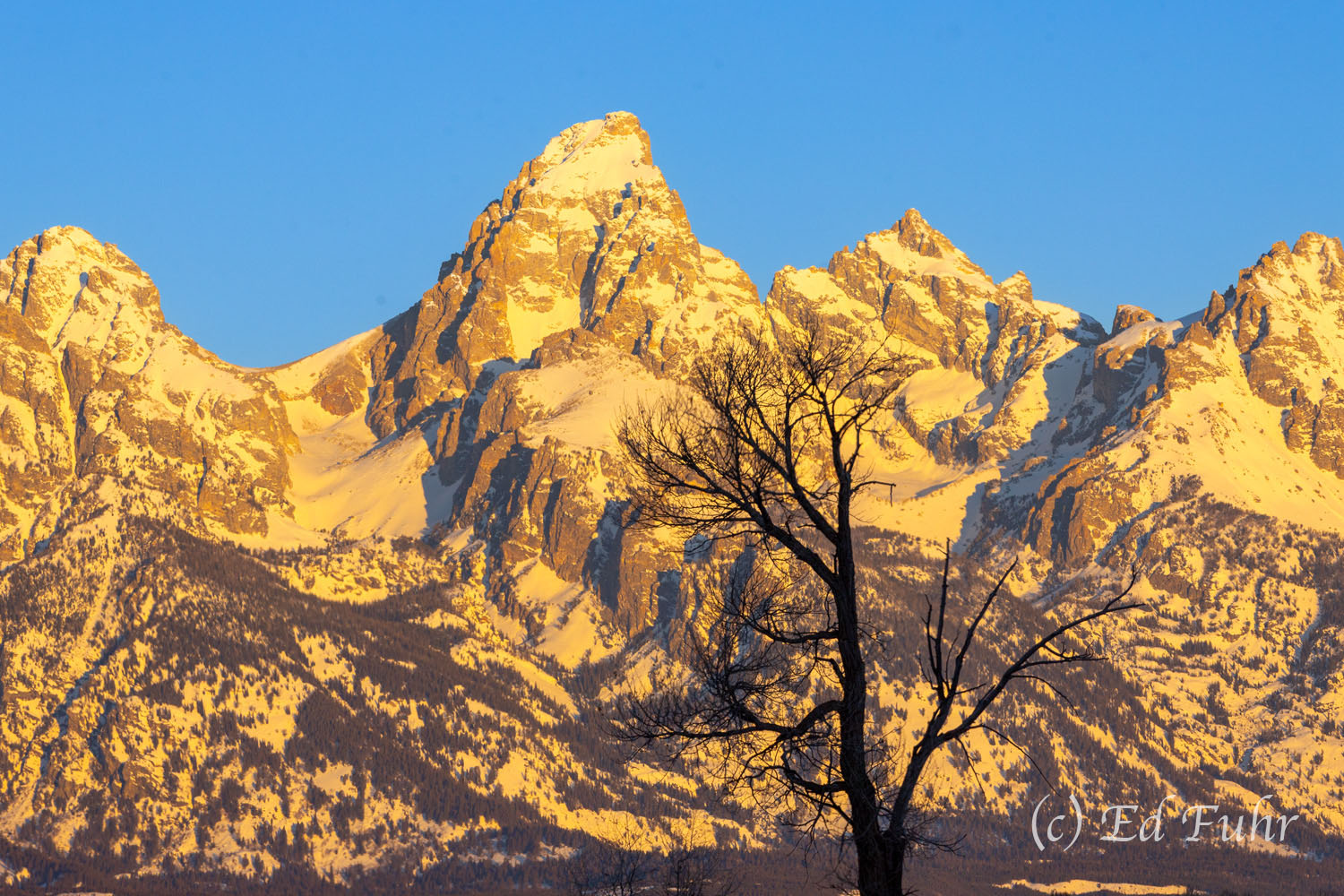 Of Gold and Silhouettes A large oak stands in shadow as the distant Teton Range glows gold in early sun.