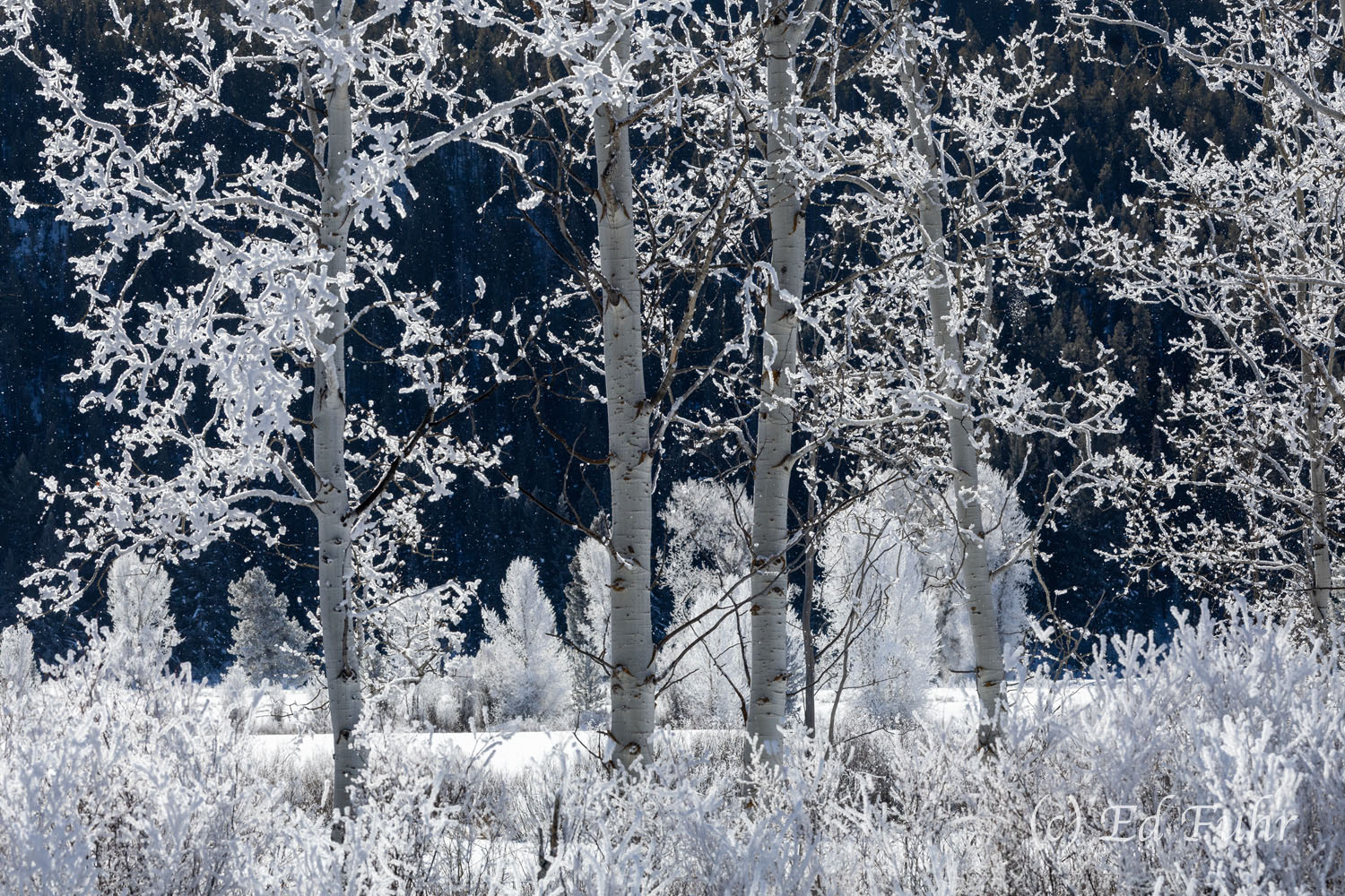 Lace Heavy hoarfrost has coated these aspen overnight in a glowing lace of white.