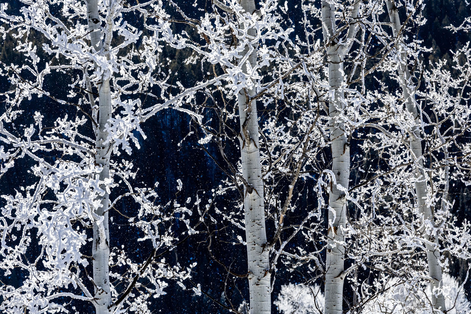 Winter's Jewels Overnight hoarfrost glitters in the morning light.