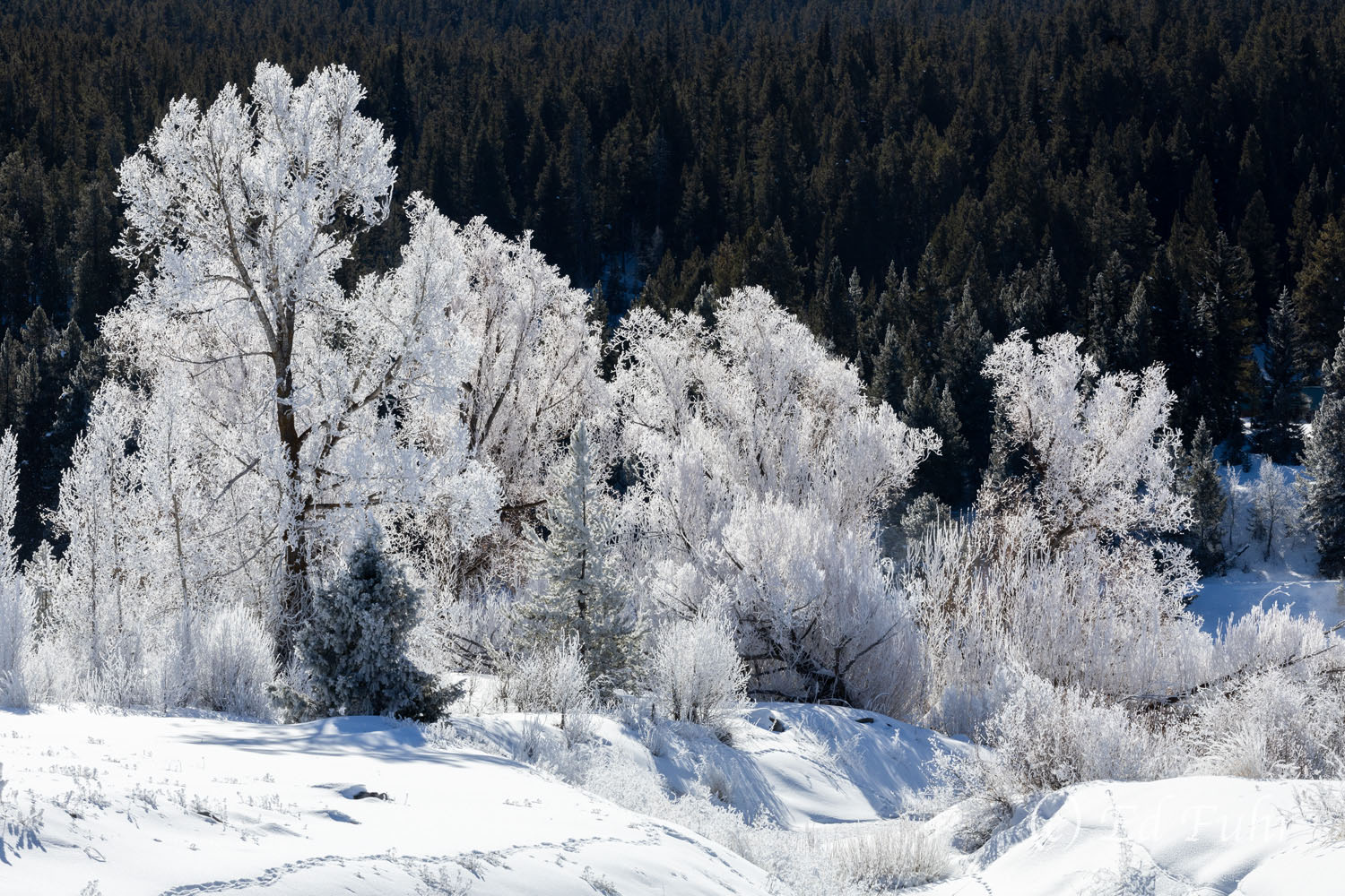 Hoarfrost on the Snake The Snake River remains unfrozen, helping create heavy hoarfrost as temperatures fall into the single digits.