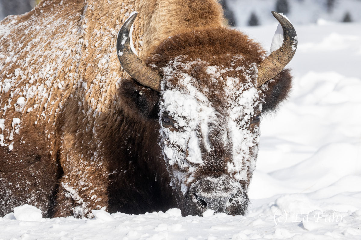 A Cold Head Aging and massive, this solitary bull slowly moves feet of snow with every shake of his snow in search of grass. His special...