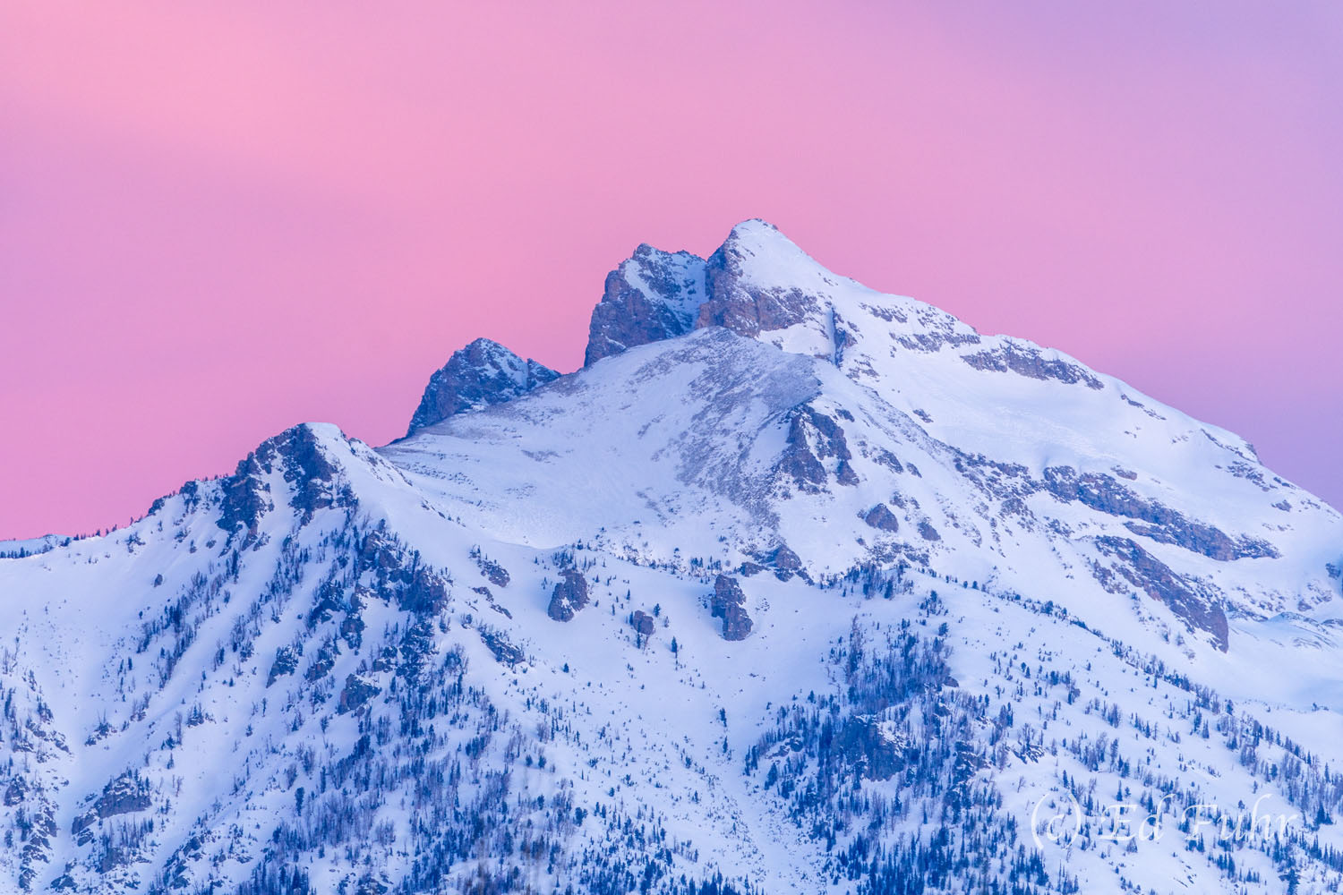 Morning Pink Cloudveil Dome and South Teton