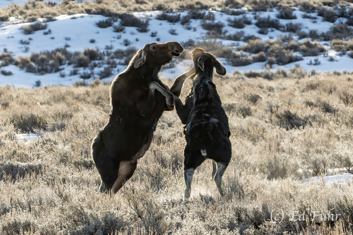 Sparring The rut may be over but this moose was not at all happy at the arrival of another near his gal. A short, intense boxing match...