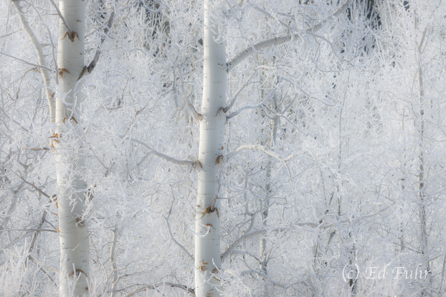 White White aspen trunks and heavy hoarfrost.