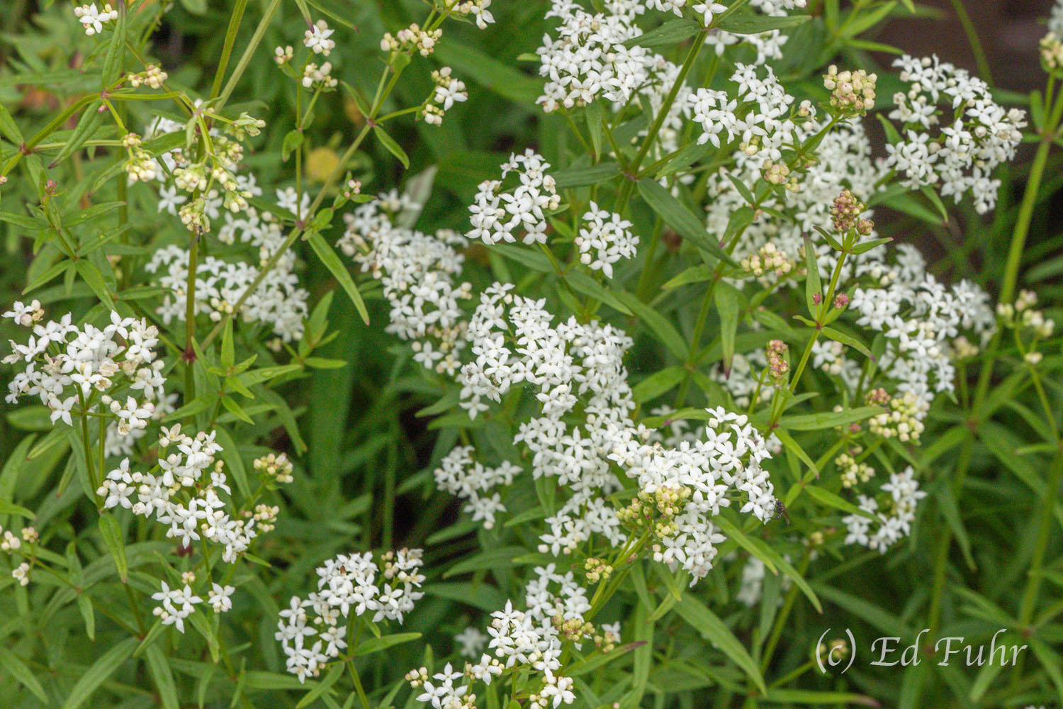 Dicots Dicots (dicotyledons) make up the vast majority of the 750+ species of flowering plants and woody shrubs found within Denali...