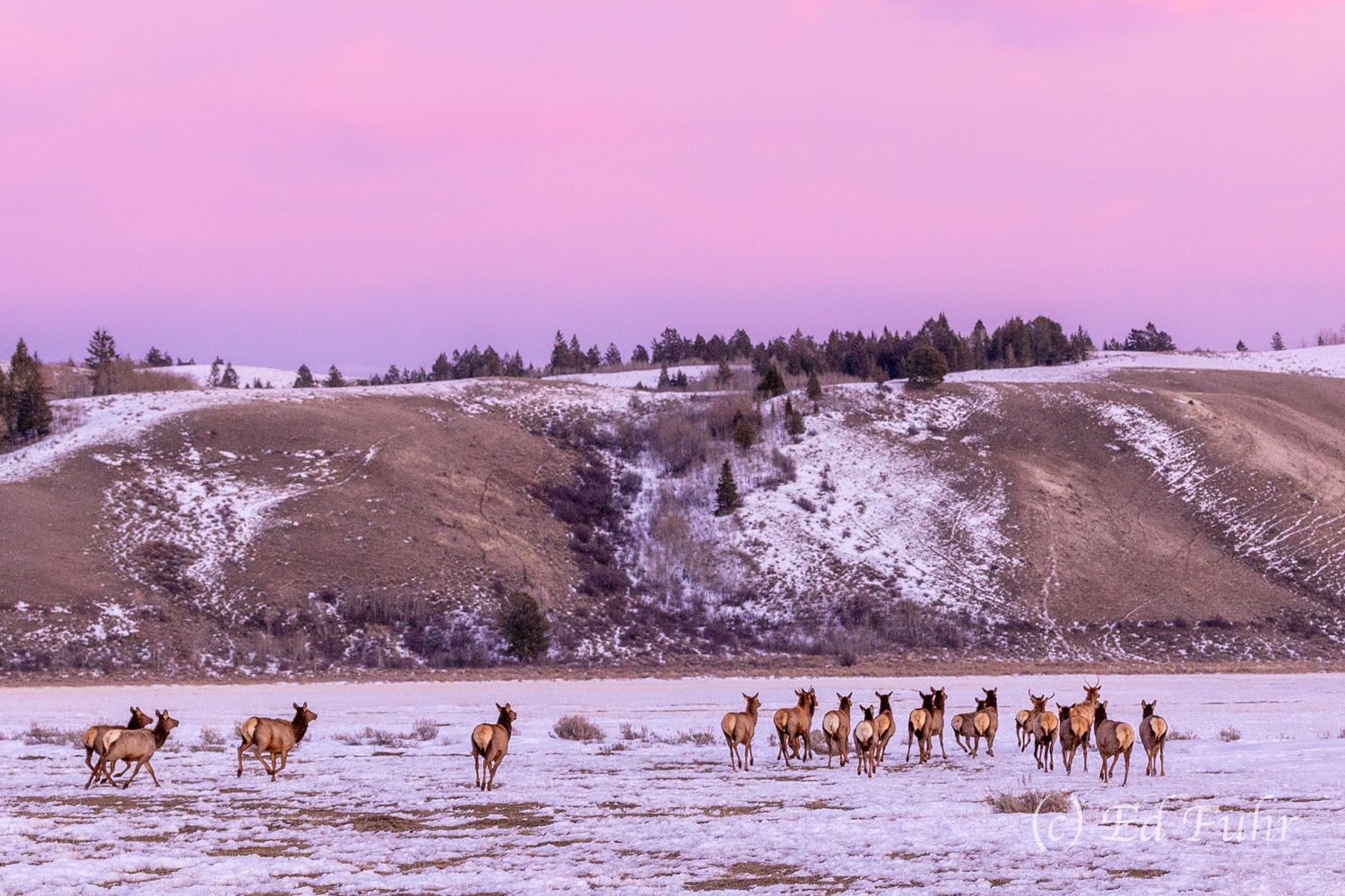 Evening Panic A small herd of elk are startled at sundown, bolting across the snowy fields below the fading pink alpenglow.