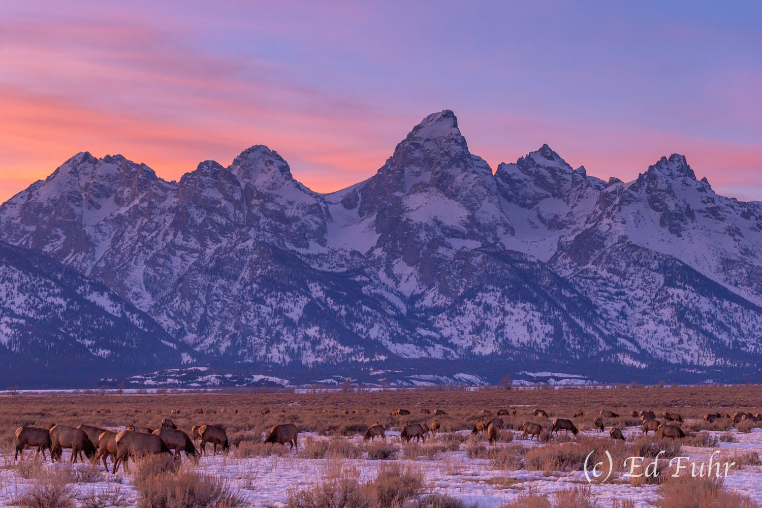 Sunset on Antelope Flats A herd of elk graze on the dry dry grasses they can still access this winter evening. It is a gorgeous scene of natural wonder...