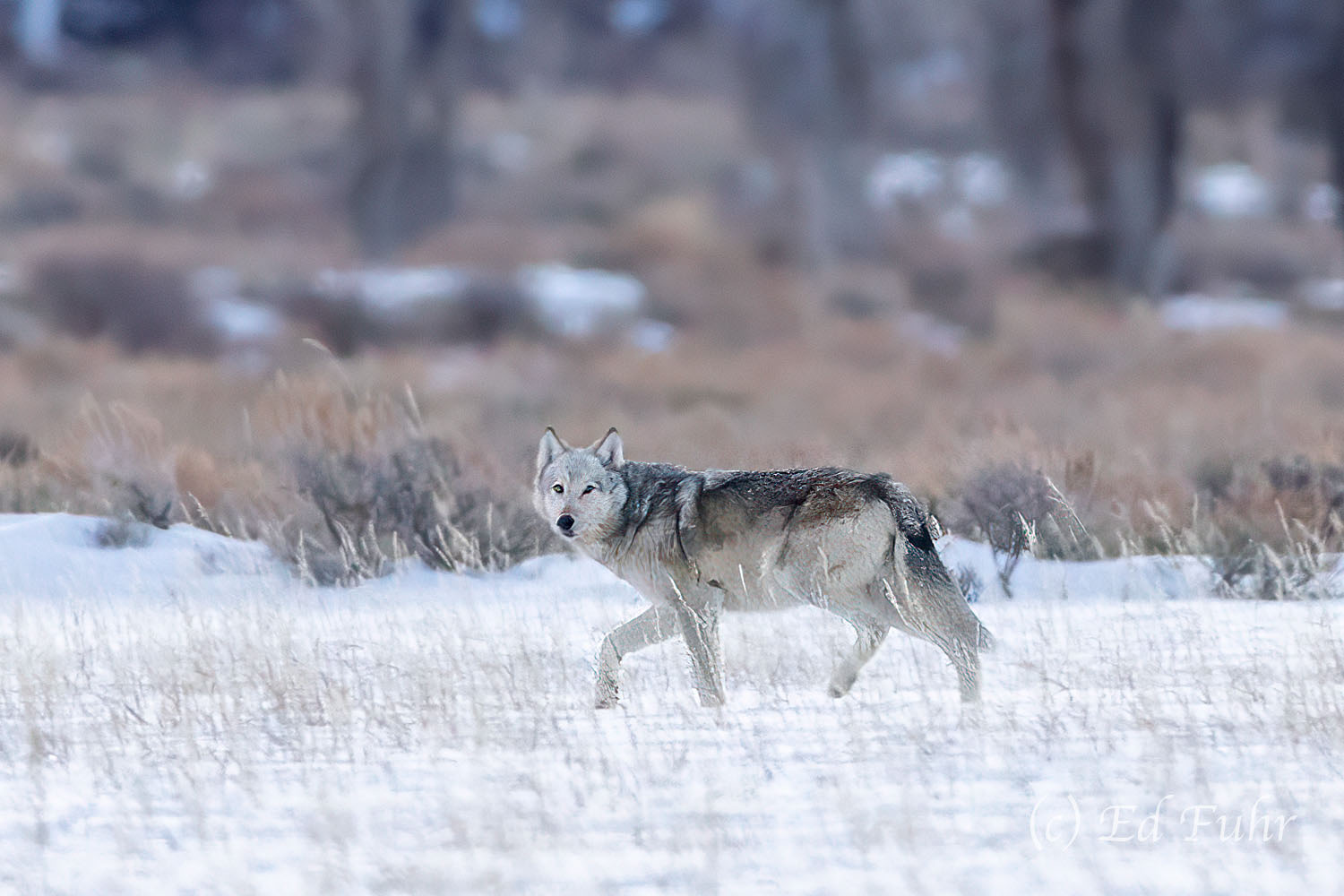 Alpha The alpha female of the lower grow ventre wolf pack makes her way across a snowy field where she and her pack have been hunting...