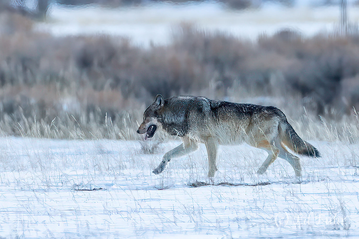 Returning for More A gray wolf crosses the flats to join his pack mates who have been feeding on a nearby carcass.