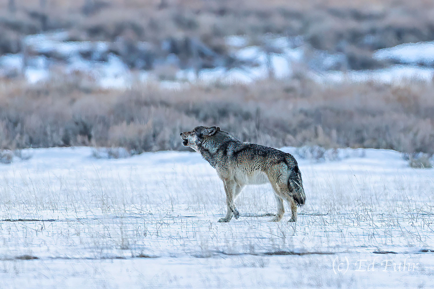 Call of the Wild A gray wolf howls into the wind to his nearby pack mates.