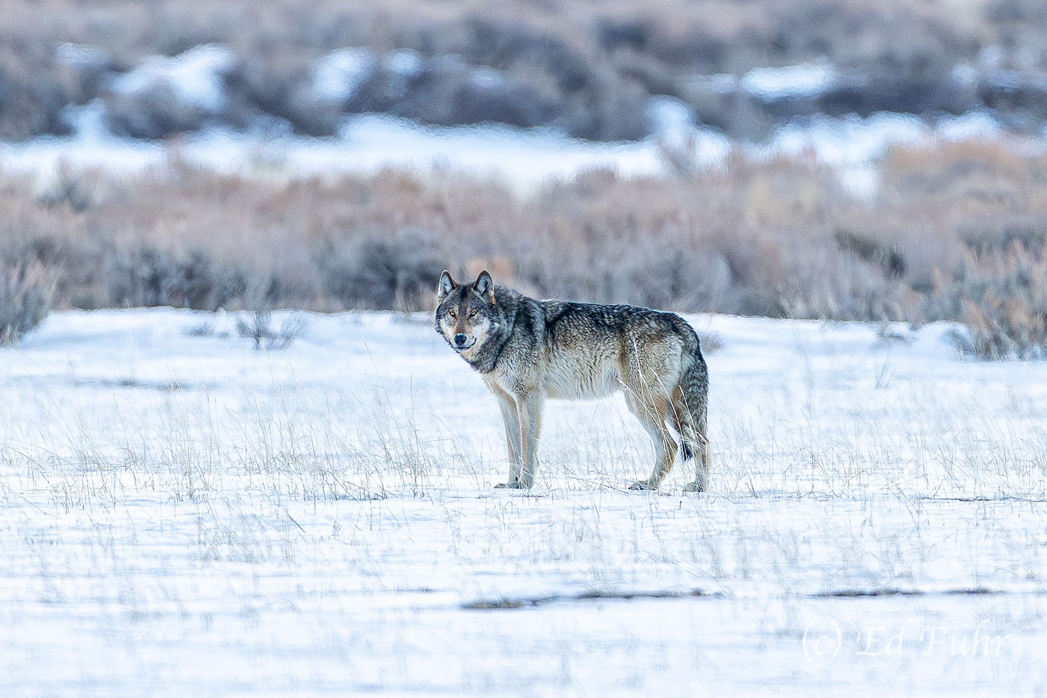 Return of Teton's Wolves Wolf sightings have been episodic at best over the past 20 years in the Tetons, but in 2026, they became almost a daily fixture...