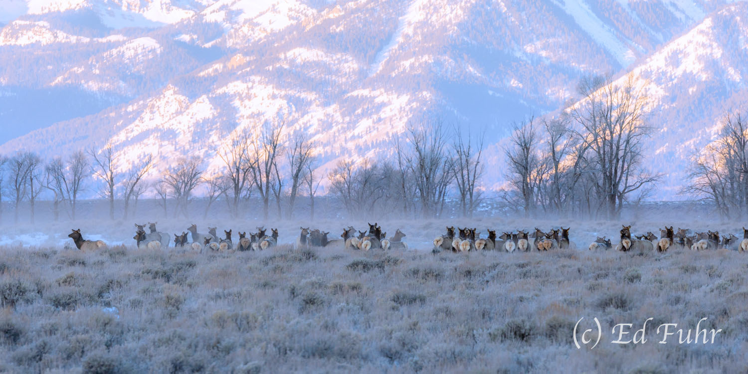 Sanctuary More than 1200 elk have been flushed from a nearby river bottom by a hungry pack of wolves, rushing, breathlessly, more than...
