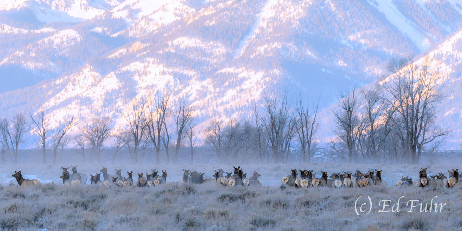 Stampede A cruising wolf pack has panicked this herd of some 1200 elk, stampeding from the river bottom and across the flats.