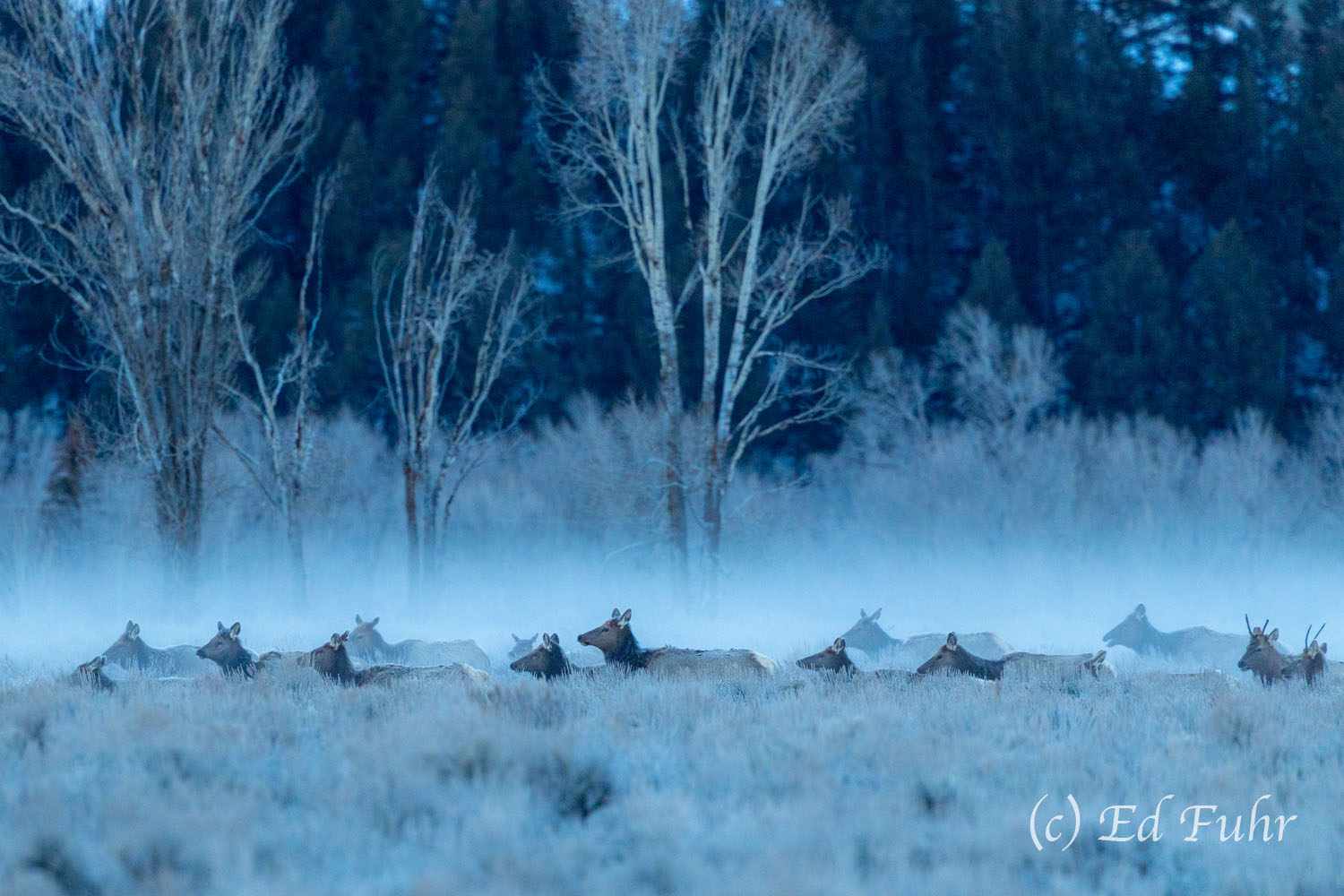 Passage Hundreds of elks stream across the sage flats