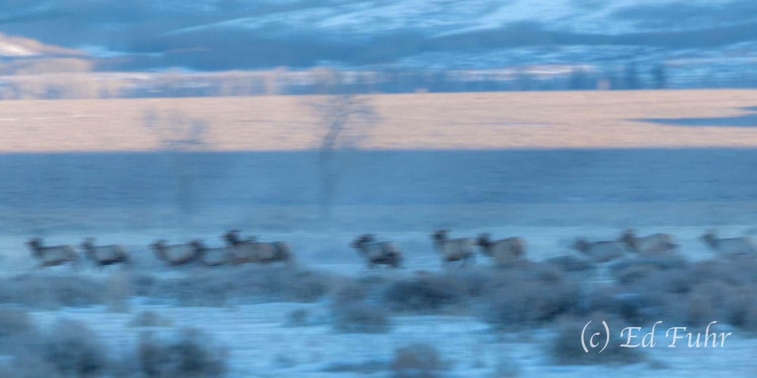 On the Run Hundreds of elk race across the winter flats.