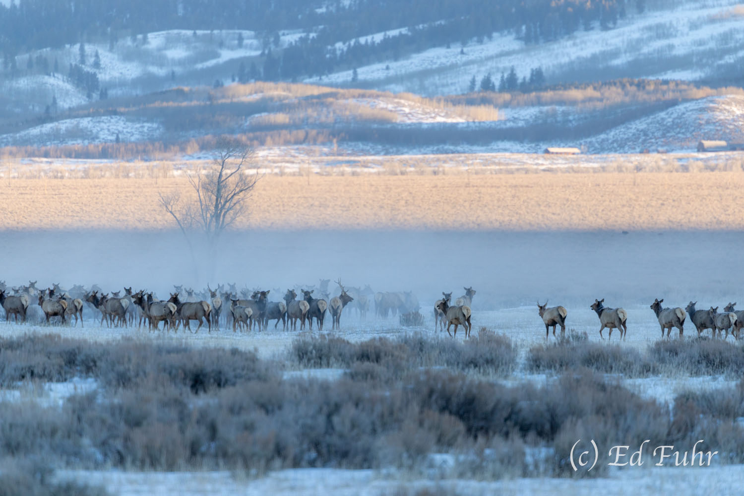 Elk Migration Gray skies and the blues of early morning frame this large herd of elk that have gathered in these snowy flats.
