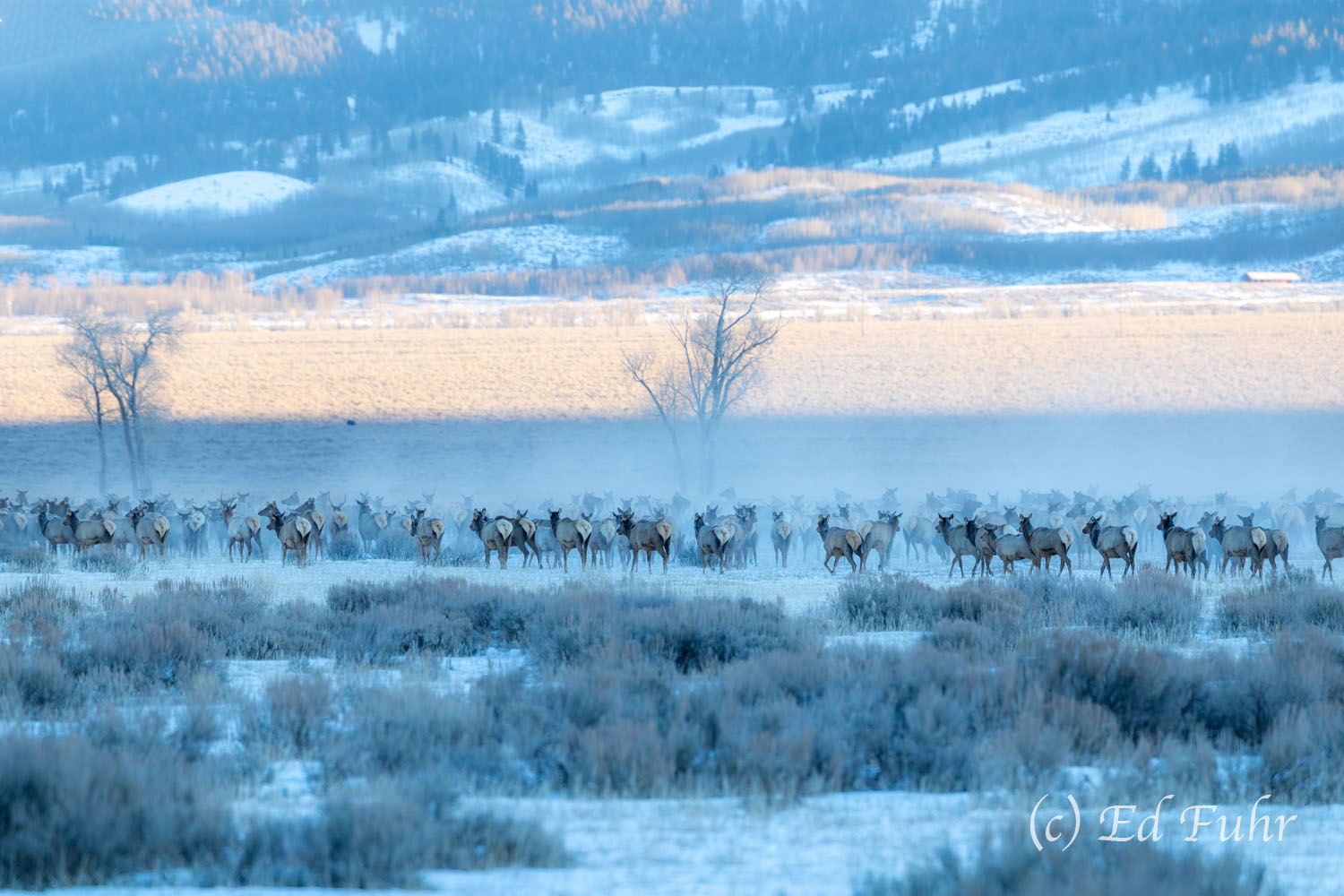 Elk Migration II Elk Migration II