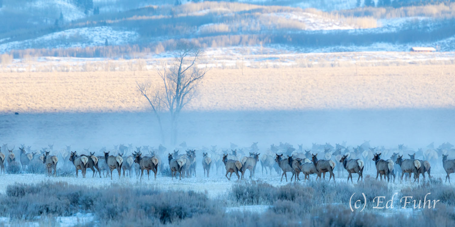 Safety in Numbers A large herd of elk huddle on the winter flats after fleeing a pack of wolves that had checked them out moments earlier.