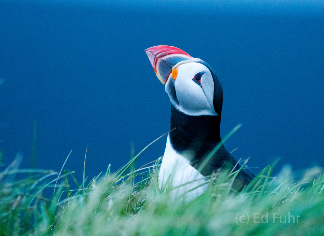 An Atlantic Puffin poses on a high cliff at Dyrholaey