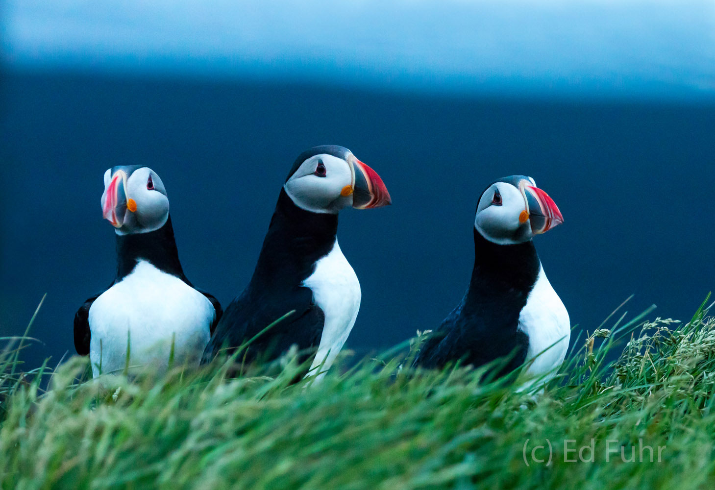 Three Puffins During midsummer, puffins return to the cliffs high above the ocean in Reynisfjara or black sand beach, often raising families...