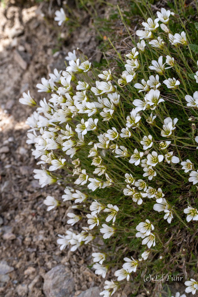 White Saxifrage, Cushion Flower A large mass of white saxifrage grows along a steep stretch of trail on a rocky mountain ridge. Like all saxifrage, this species...