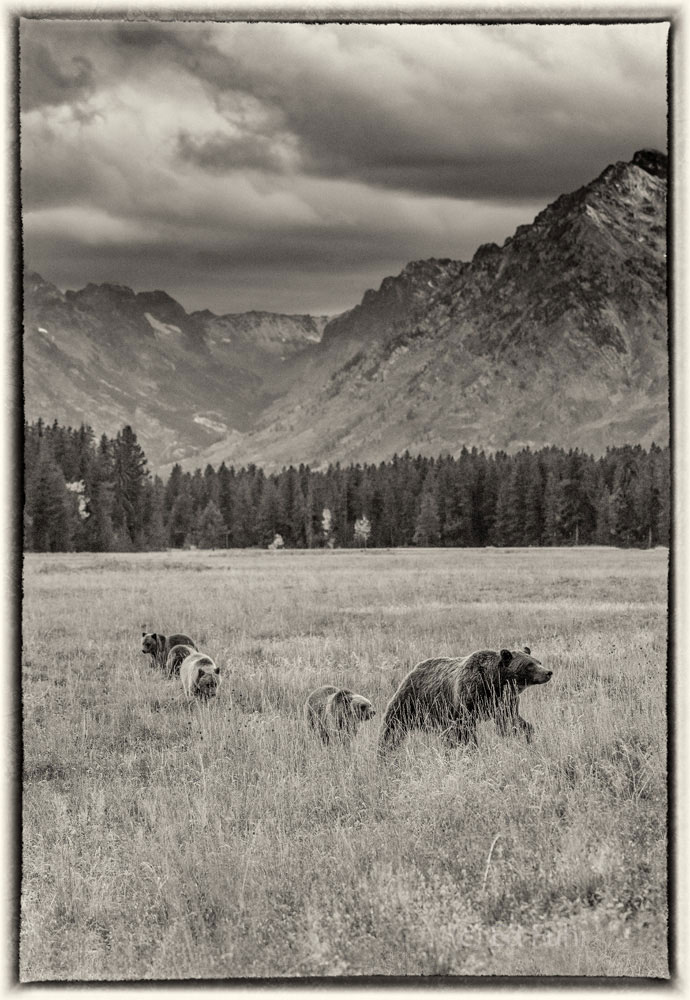 Grizzly 399 leads her quad cubs across a fall meadow with the Teton Mountain Range rising behind.  For more than two decades...