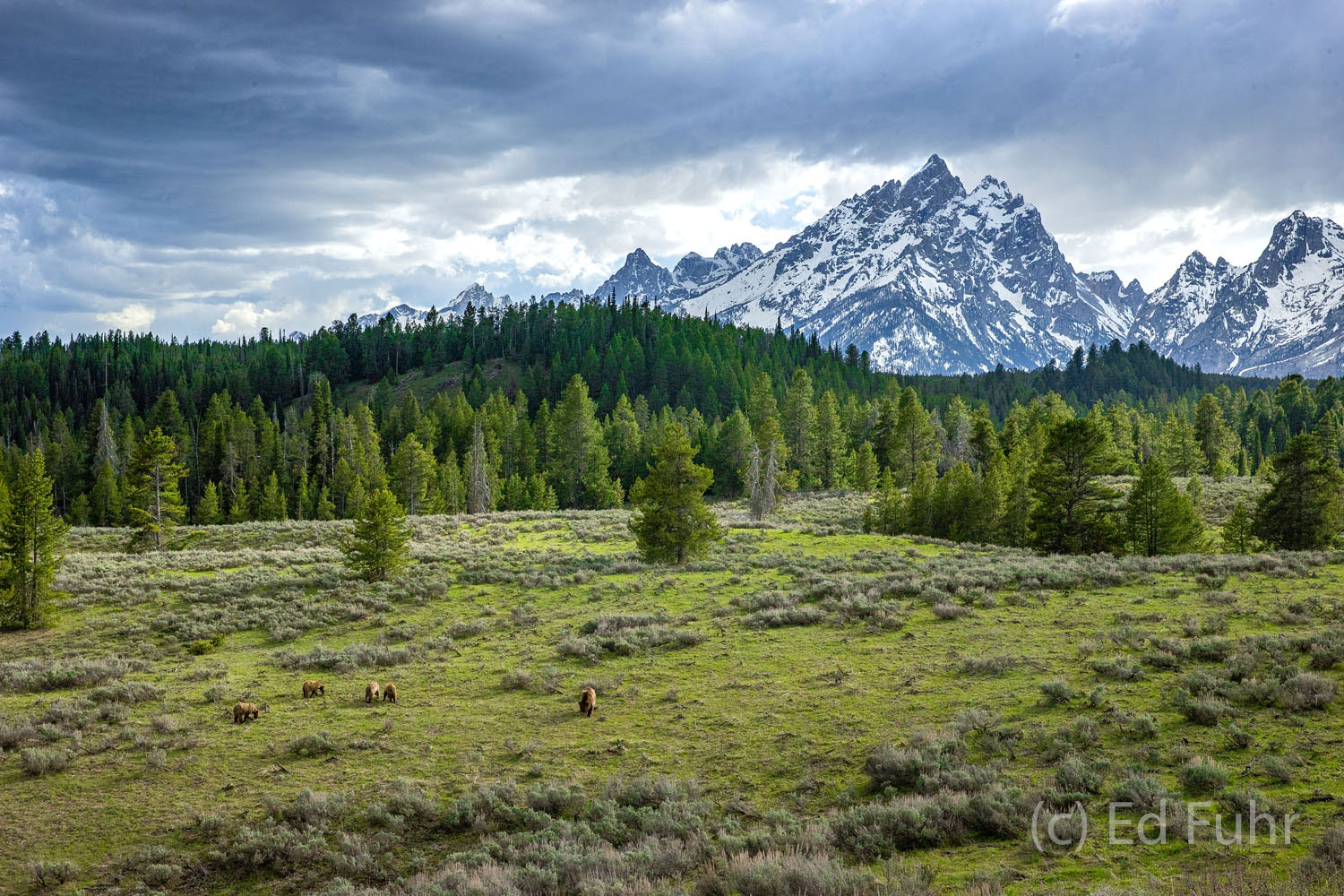 It is nearly sundown and there is a cool breeze blowing.   For weeks Grizzly 399 and her quad cubs have been on a relentless...